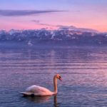 white swan on body of water during daytime